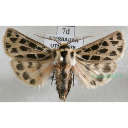 Chelis reticulata (Christoph, 1887) male Azerbaijan7d